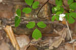 Eastern false rue anemone